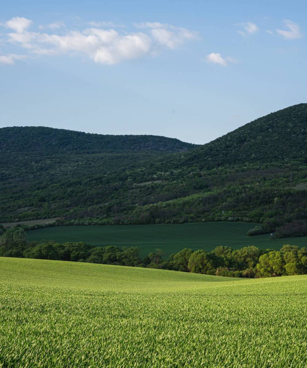 A green field in the countryside under the bright blue sky with hills in the background